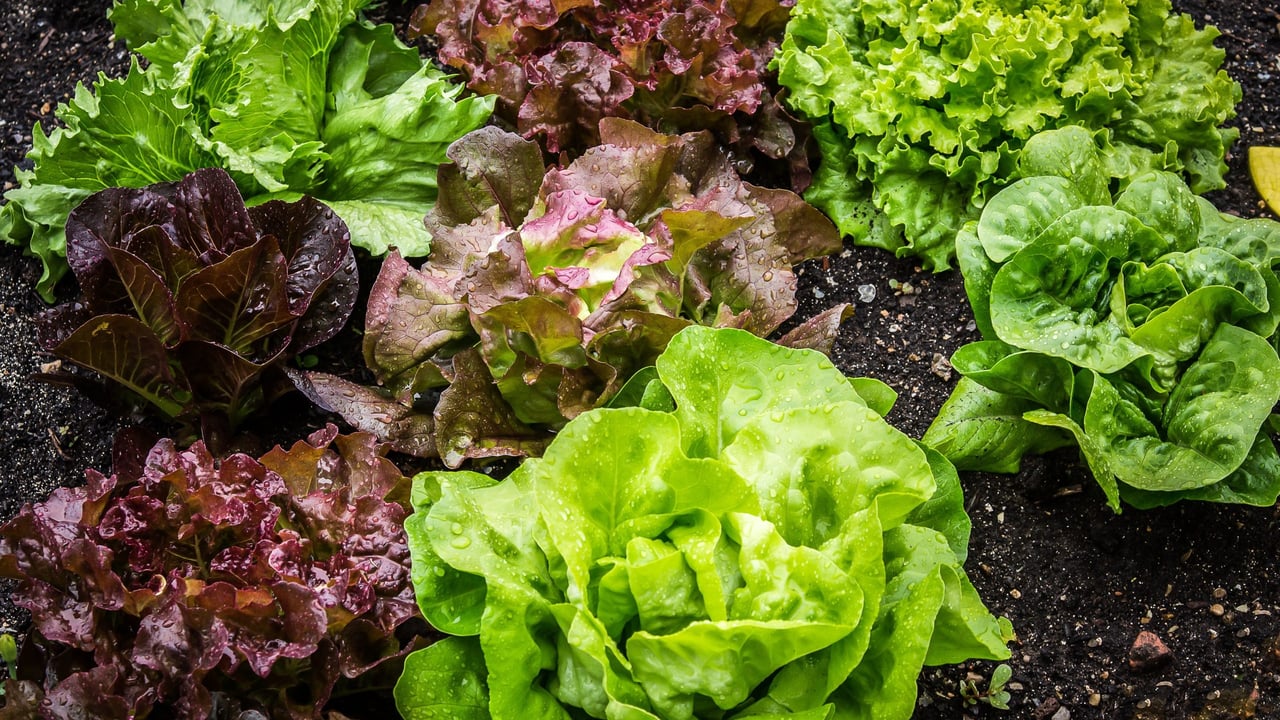 How are heatwaves impacting veg growers across Europe?