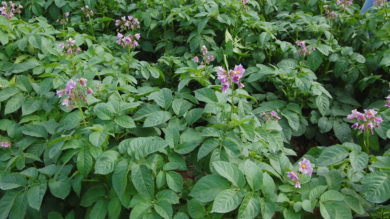 ‘Meaningful rainfall’ needed to get main crop potatoes back on track