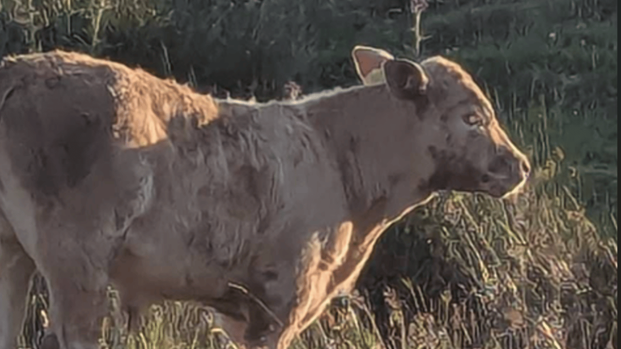 Calf saved in dramatic Fermanagh cave rescue