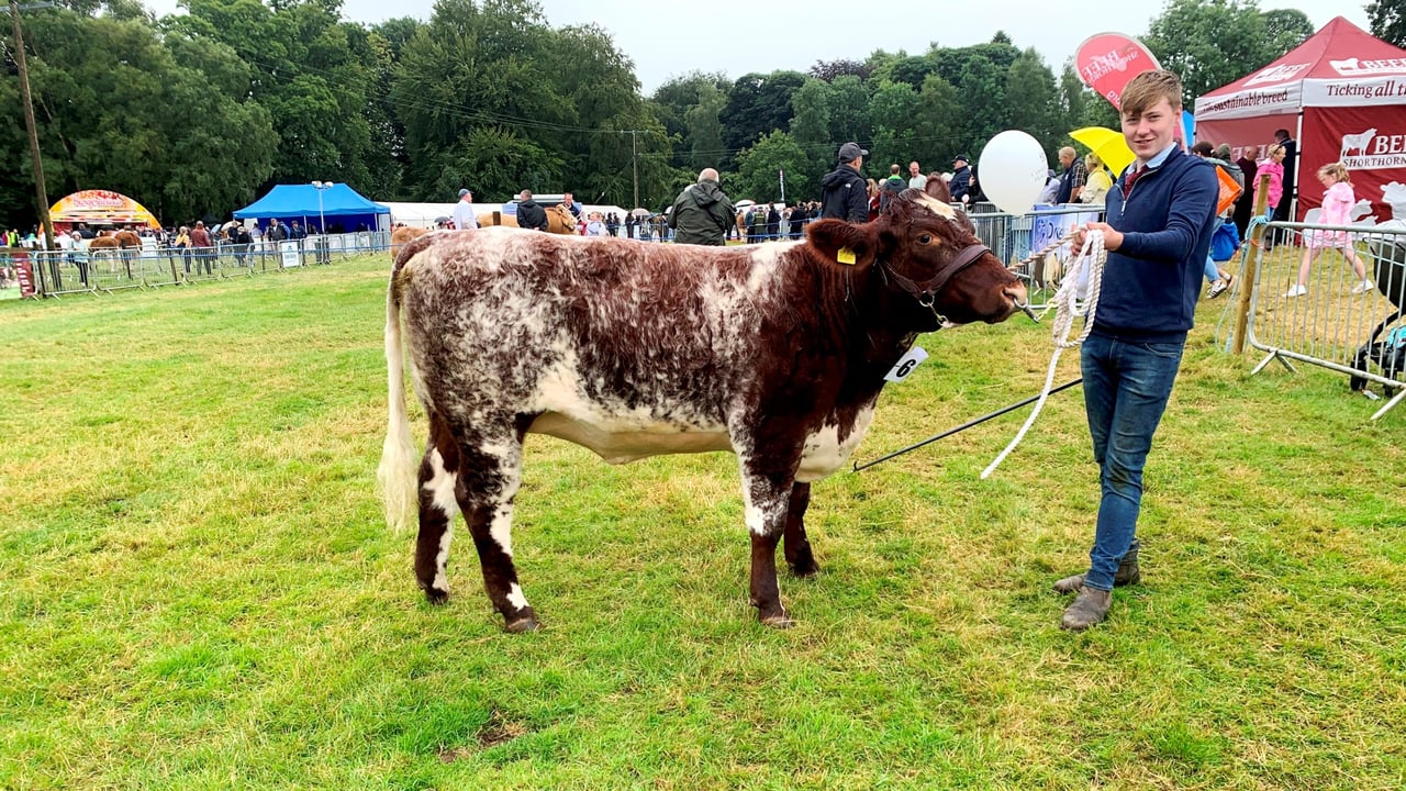 Beef Shorthorn numbers on the rise
