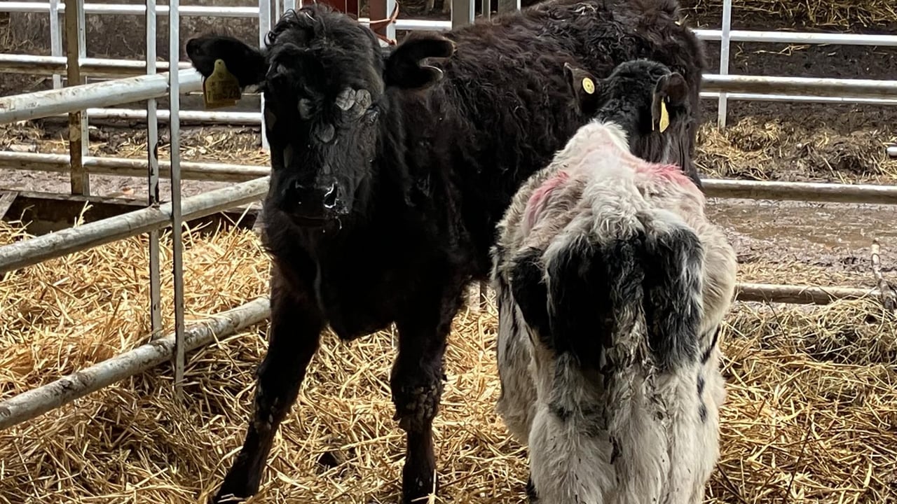 Farming couple banned from keeping livestock for 12 years over welfare charges