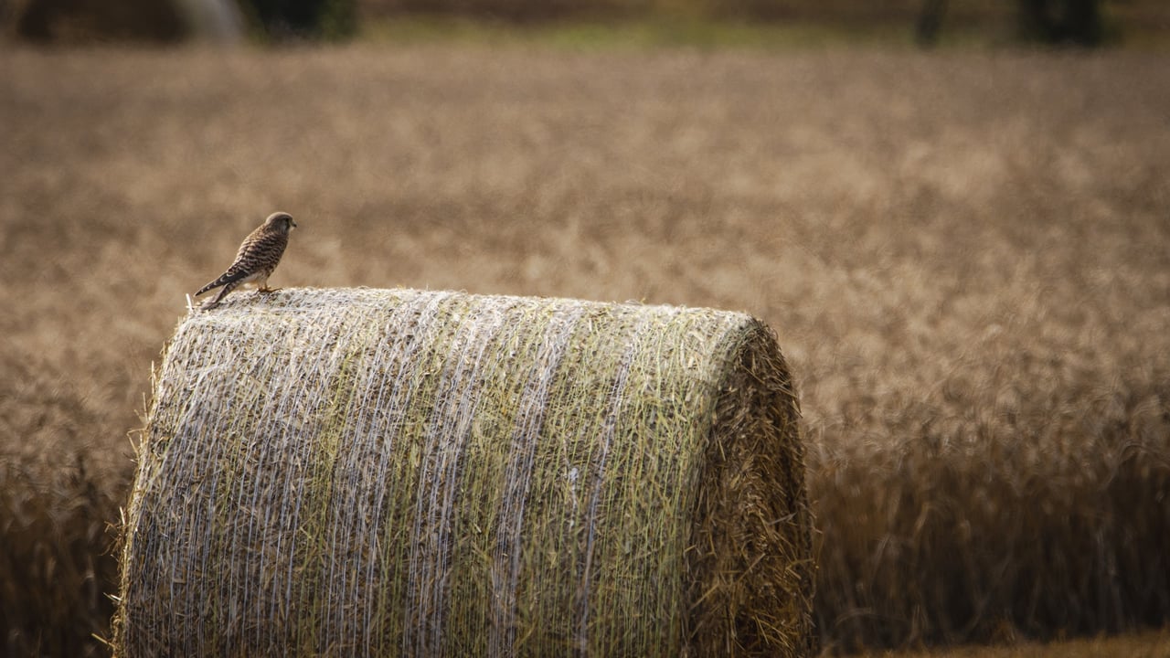 Reminder: Baling straw in dry conditions can remove sizable quantities of potash