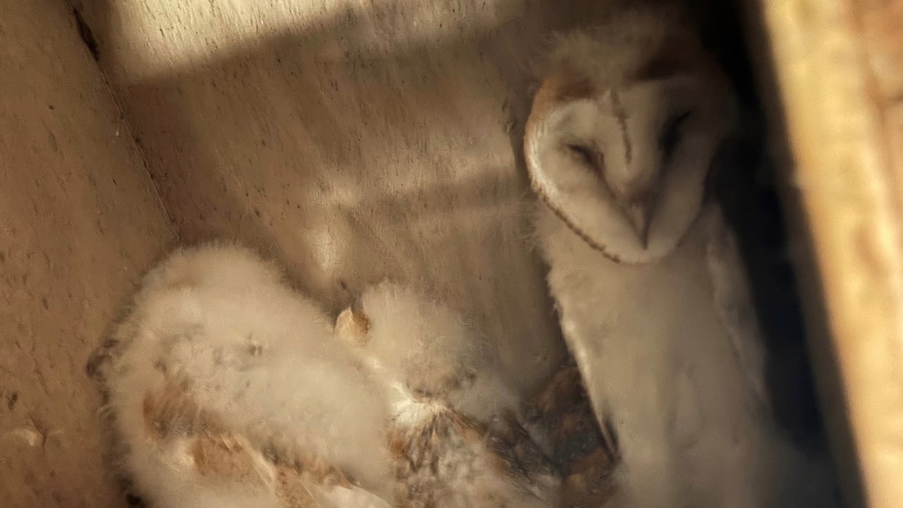 Fermanagh sees rare ‘bounty’ of barn owl chicks