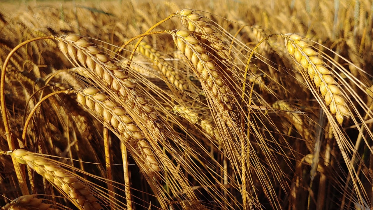 Will Heineken commit to support regenerative farming in Ireland?