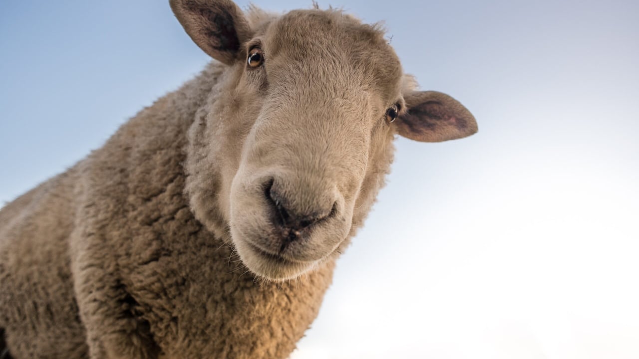 Bluetongue ‘taking a grip’ on Scotland as second case confirmed