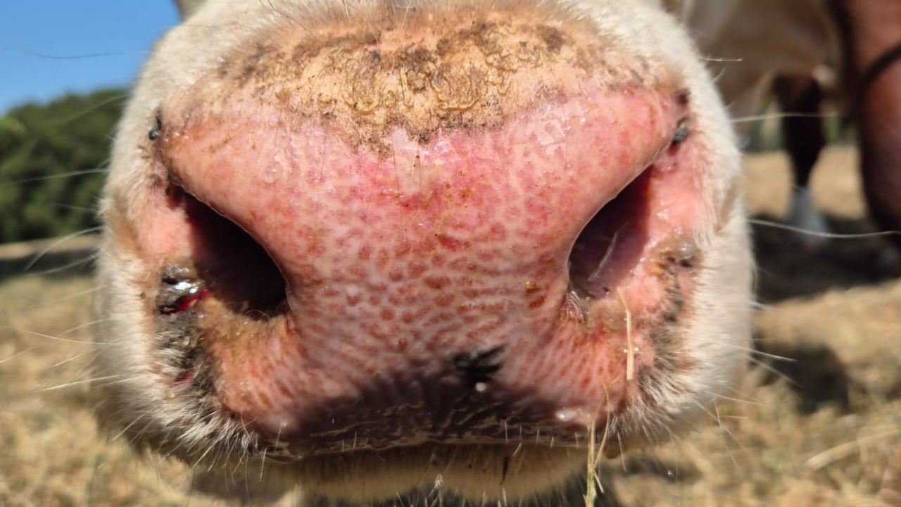 ‘Vaccination is the only way to deal with BTV-3’ – UK chief vet