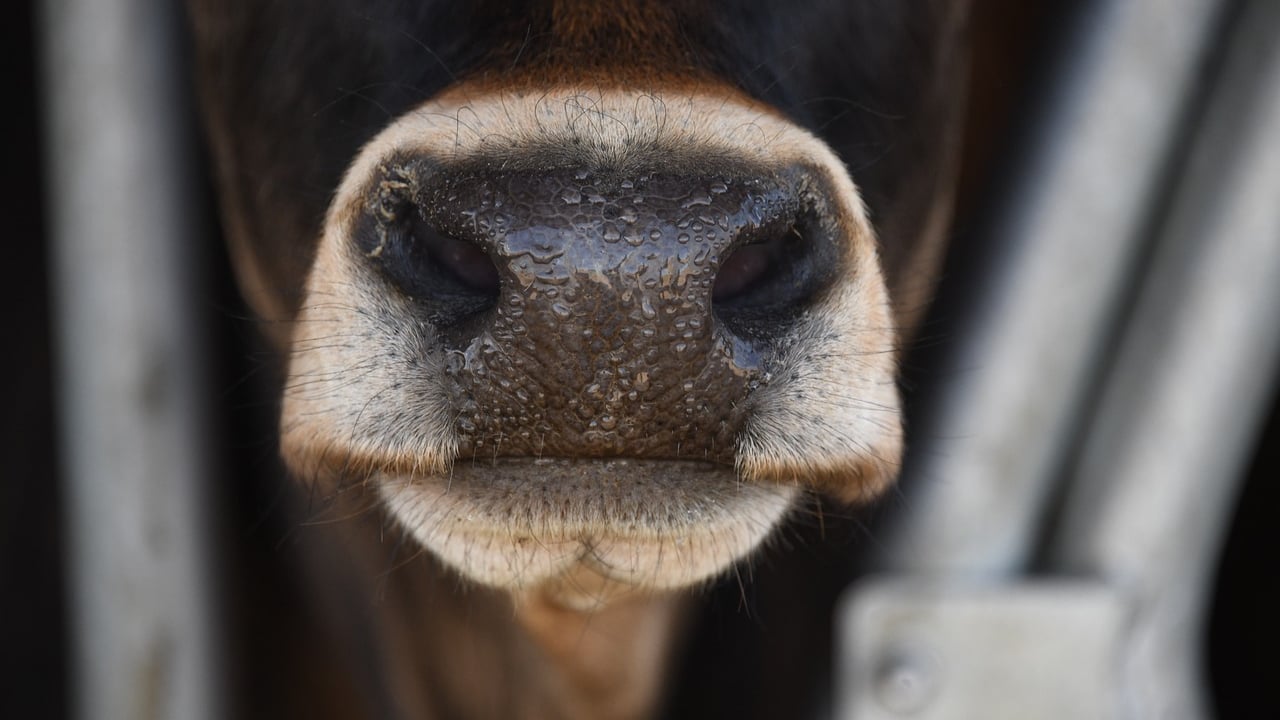270 bluetongue cases confirmed in UK in current season – Defra