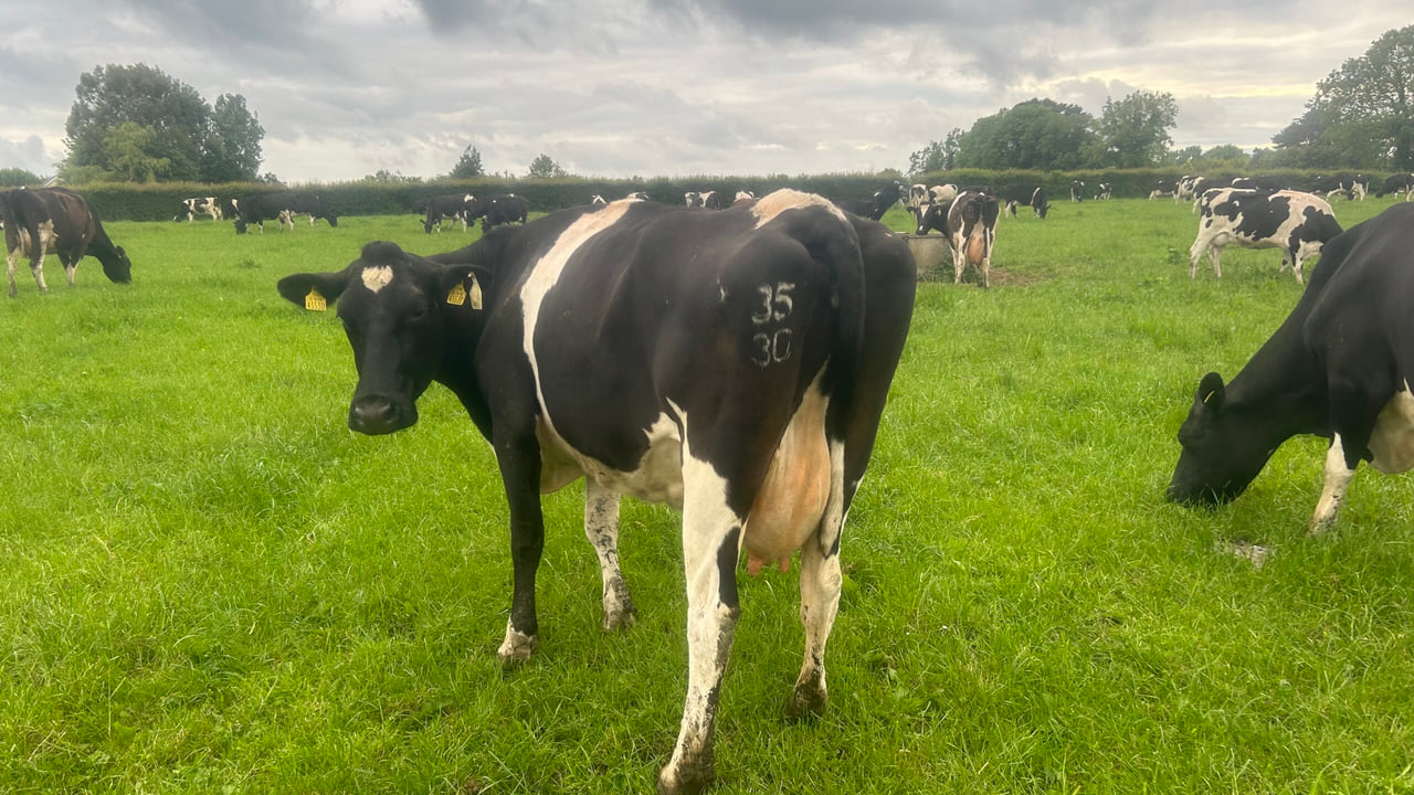 Body condition scoring the herd this August