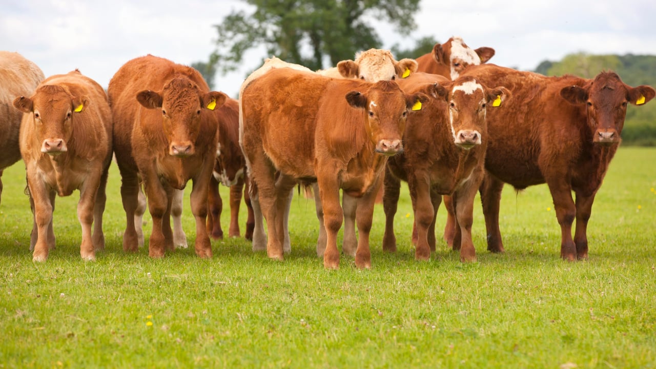 US meat giant to restructure beef strategy amid ‘historic’ cattle shortage