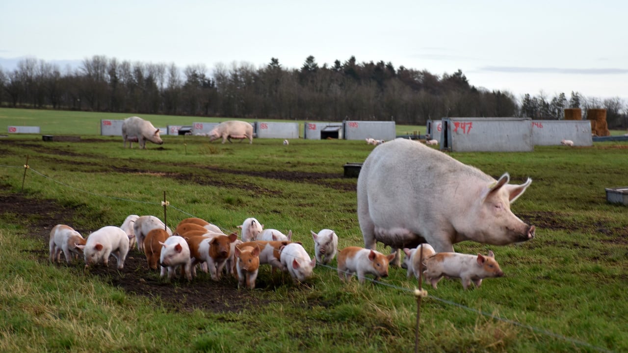 Danish farmers face uncertainty as agriculture ministry abolished