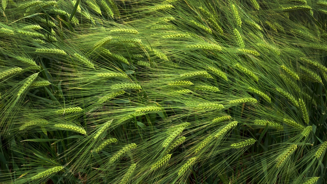 The impact of drought on crop mineral deficiencies
