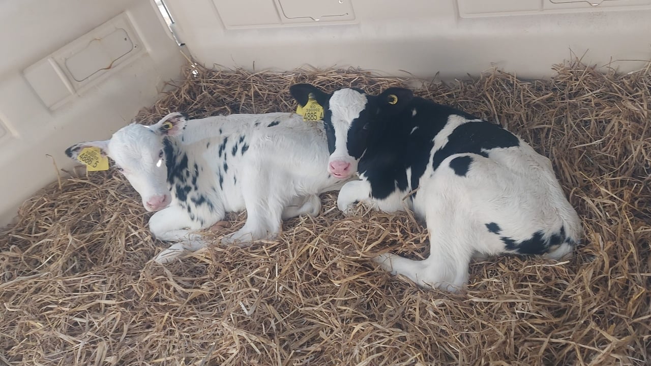 Pneumonia detected in calves without symptoms via lung scans