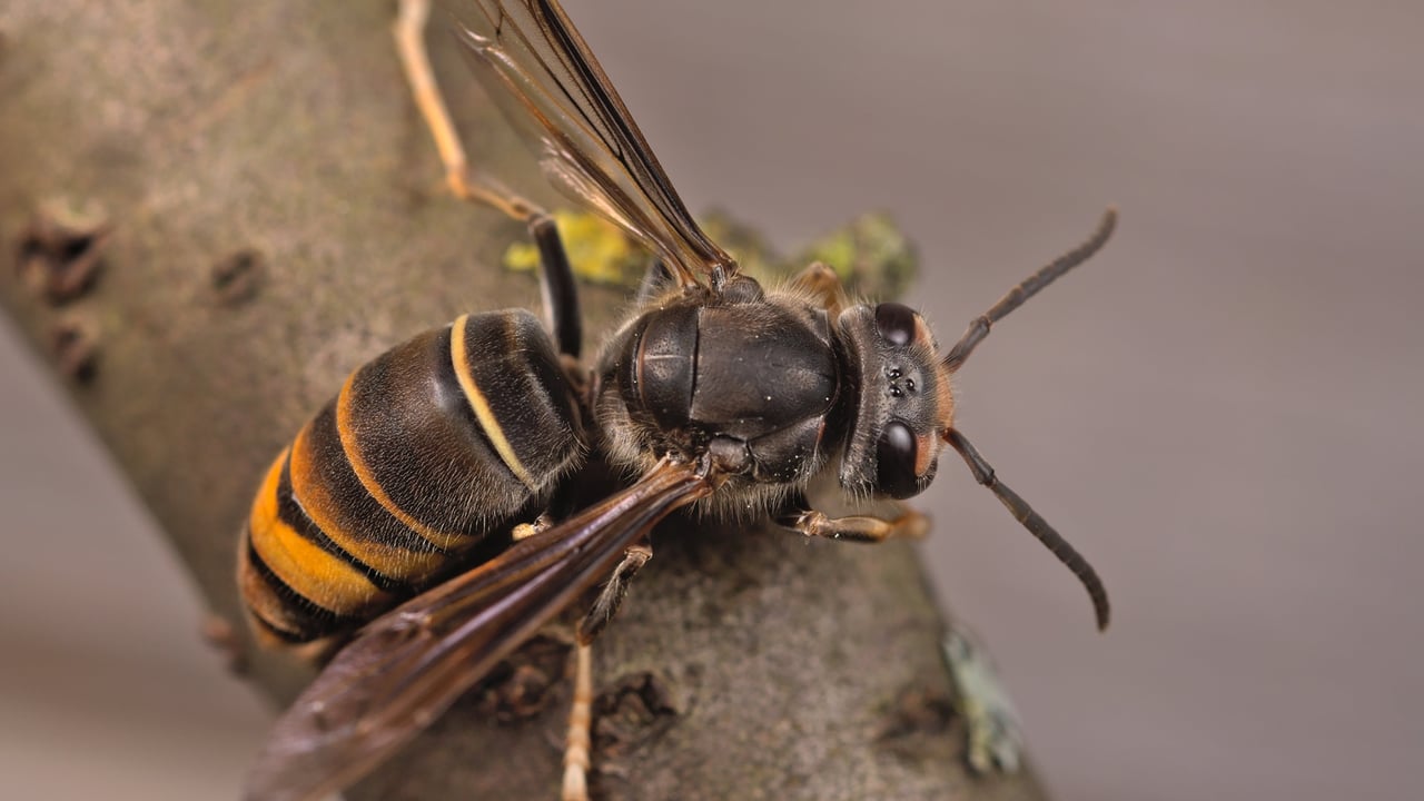 DAERA issues appeal for public vigilance on Asian hornets