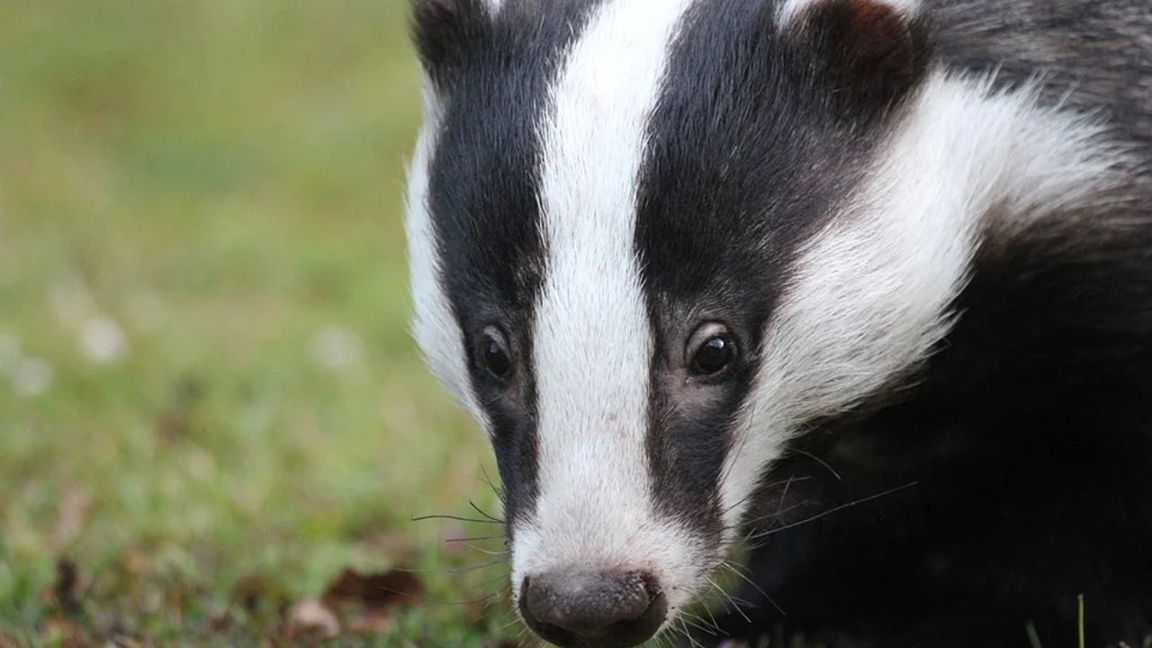 Wildlife cannot be addressed ‘in isolation’ to cattle controls in bTB fight