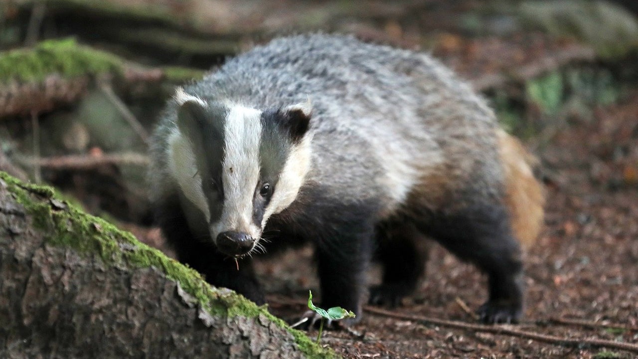 Consultation on wildlife options to tackle bovine TB in NI extended