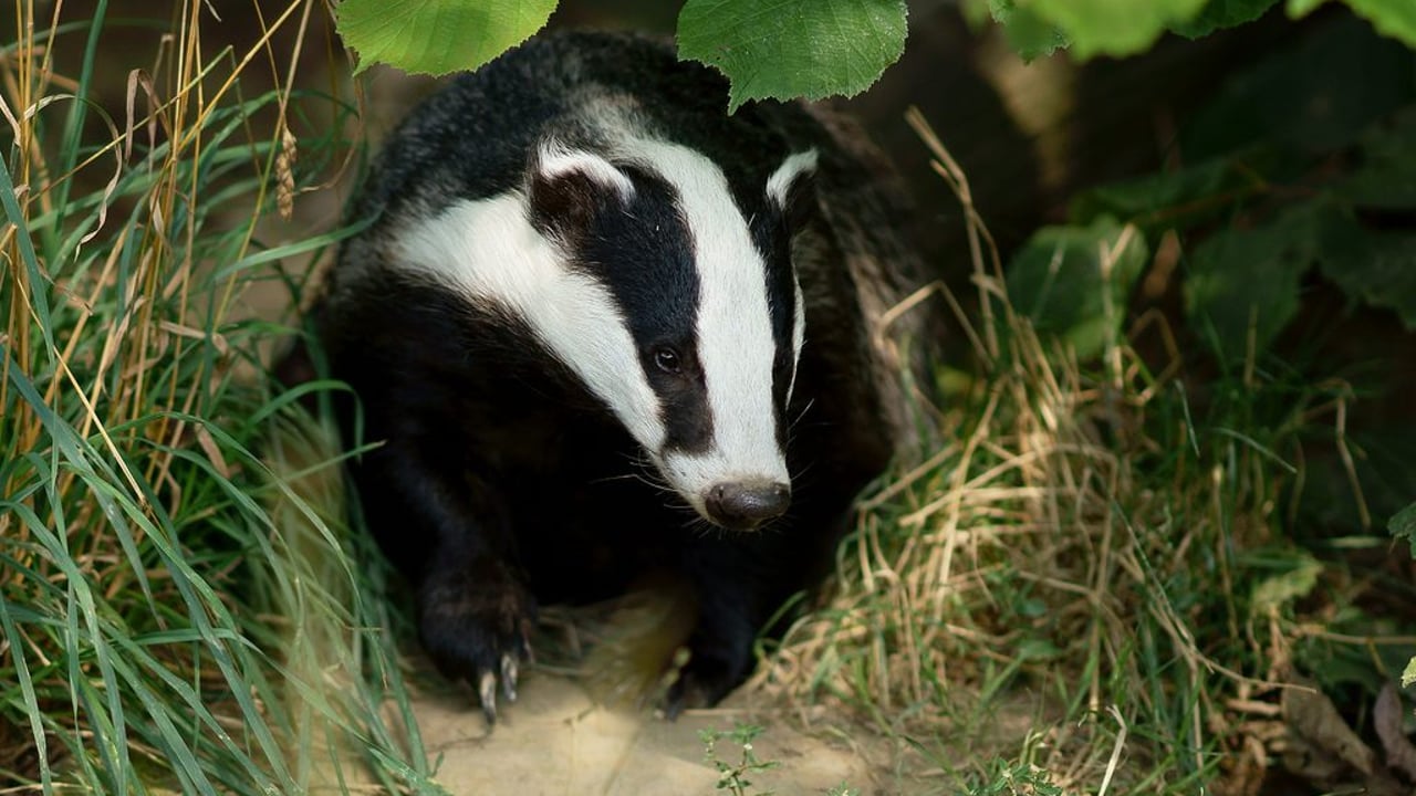 PSNI probes potential badger-baiting in Co. Derry