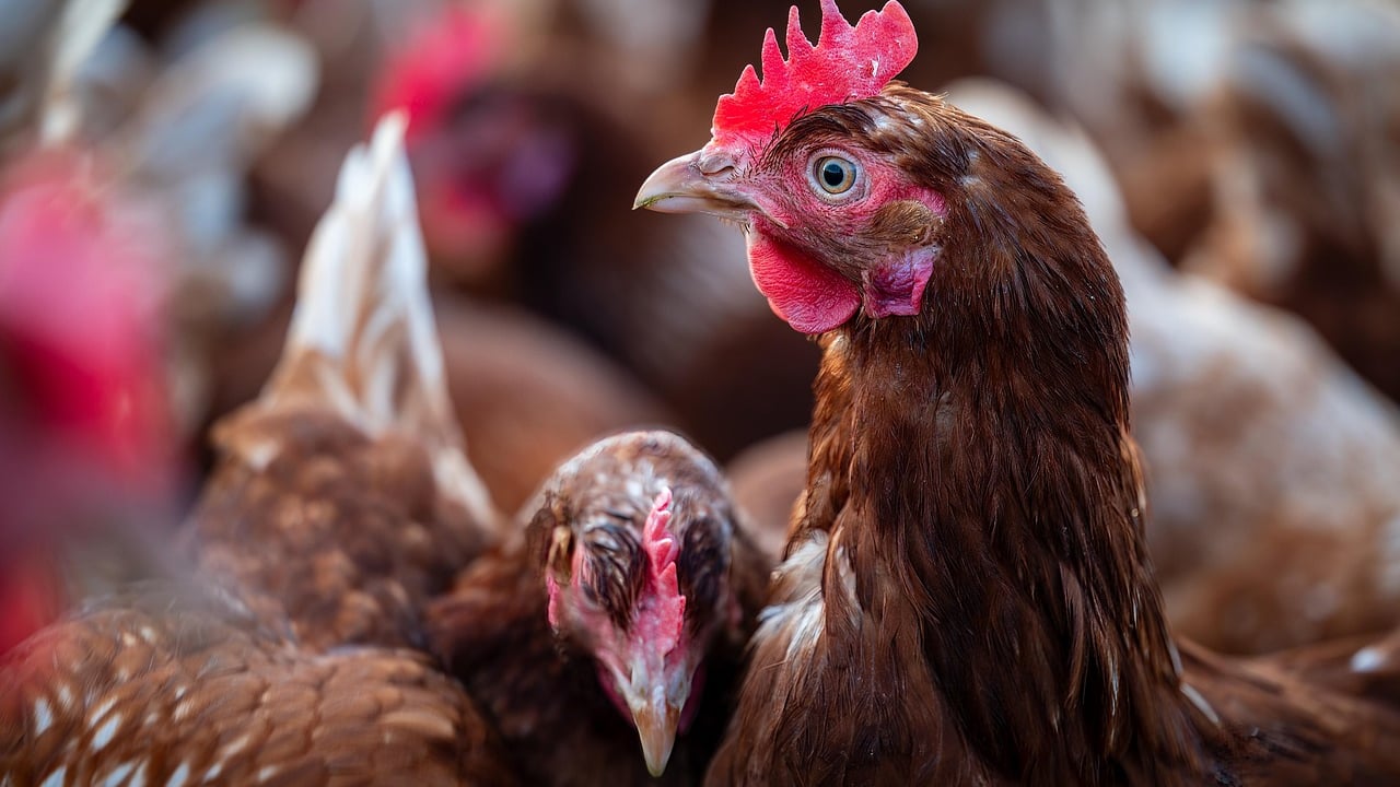 New EU resources aim to curb bird flu risk