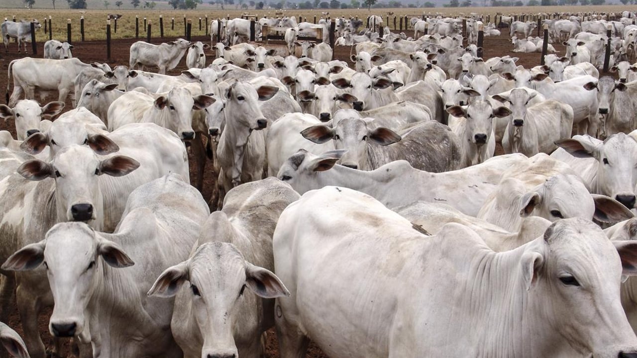 Brazil beef exports hit record value and volumes in first 6 months