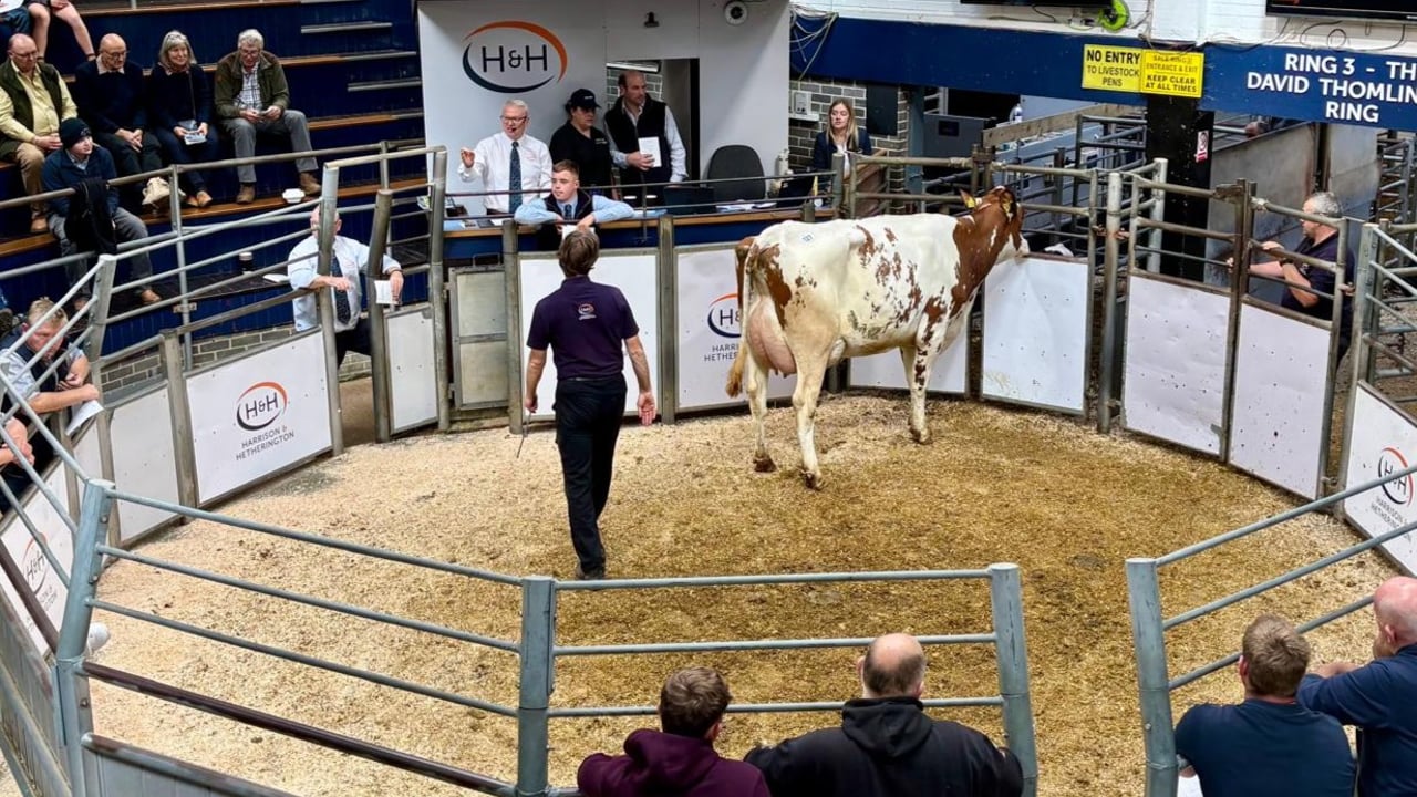 Top price of 4,000gns at Breachgorse dispersal sale