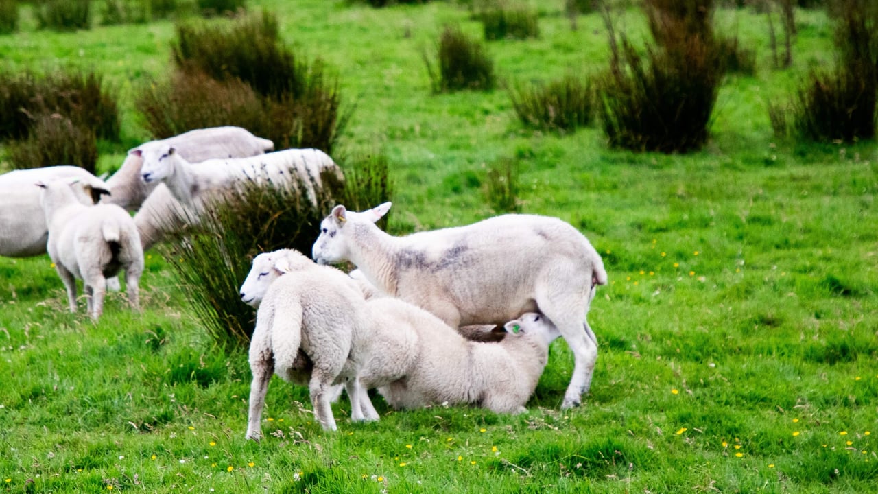 The key role of sheep within hill farming systems