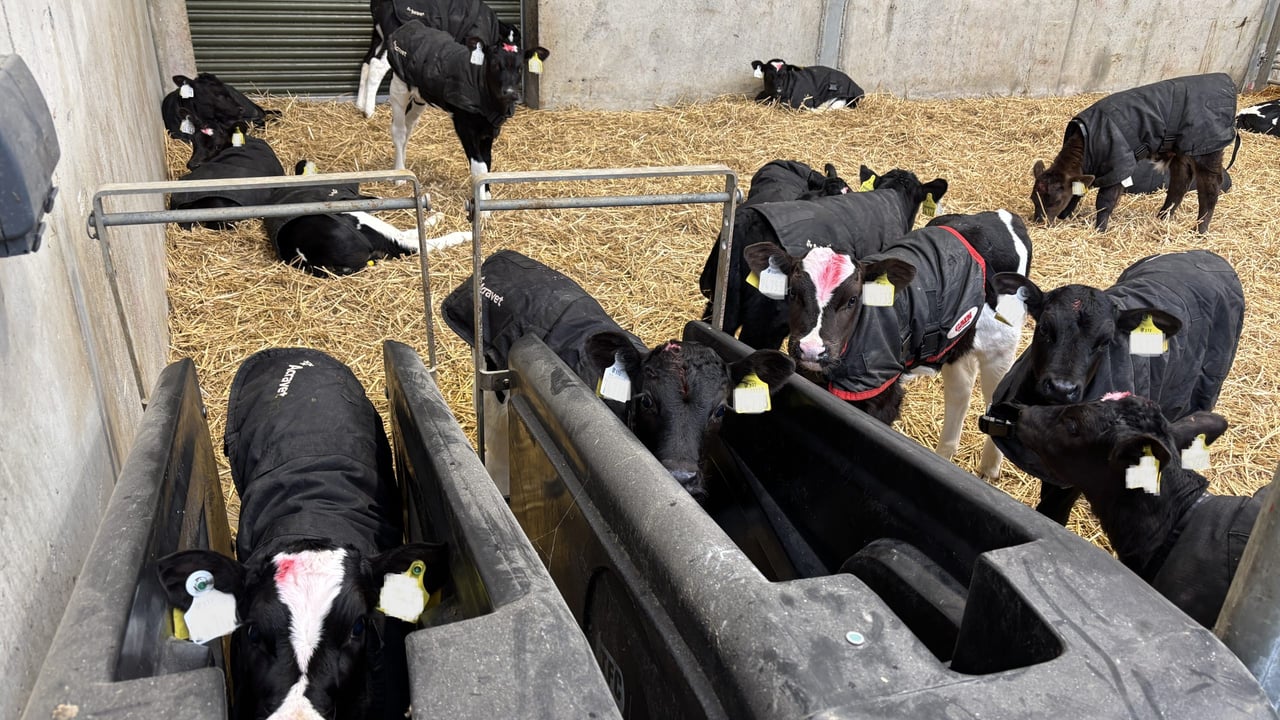 Autumn calving: Using calf health as the key to success