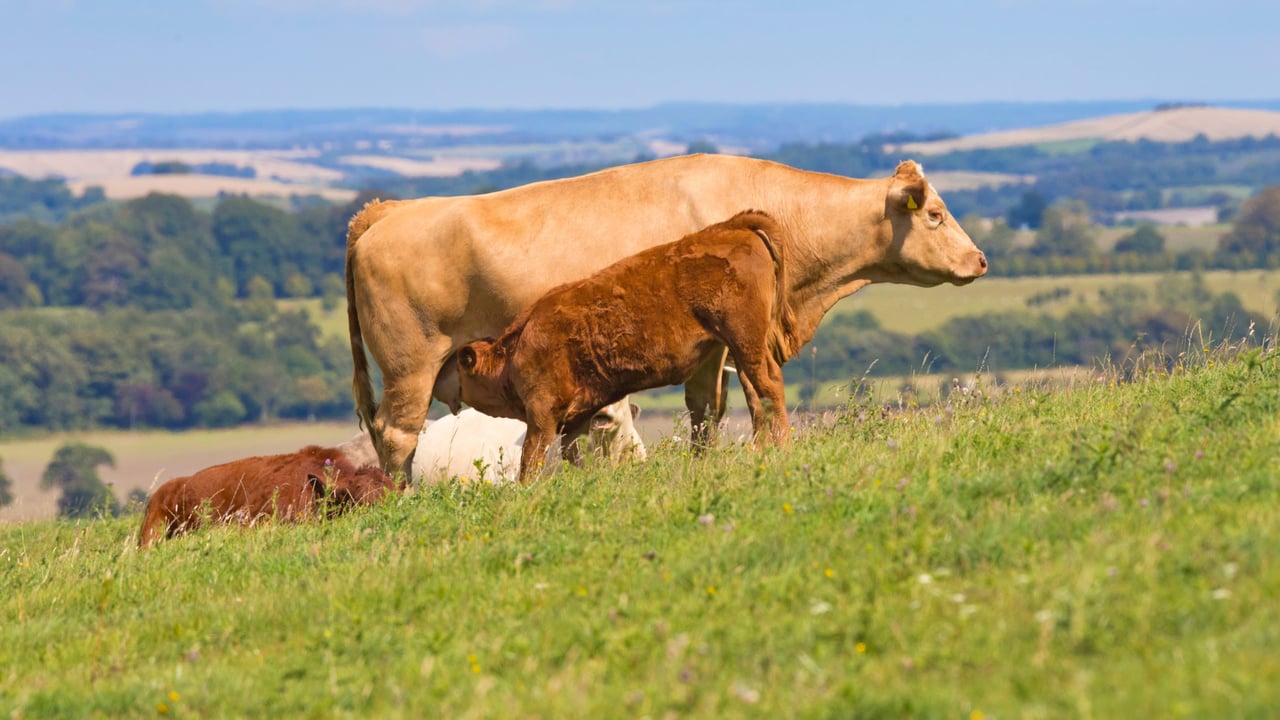 Irish cattle prices under pressure as GB gap widens