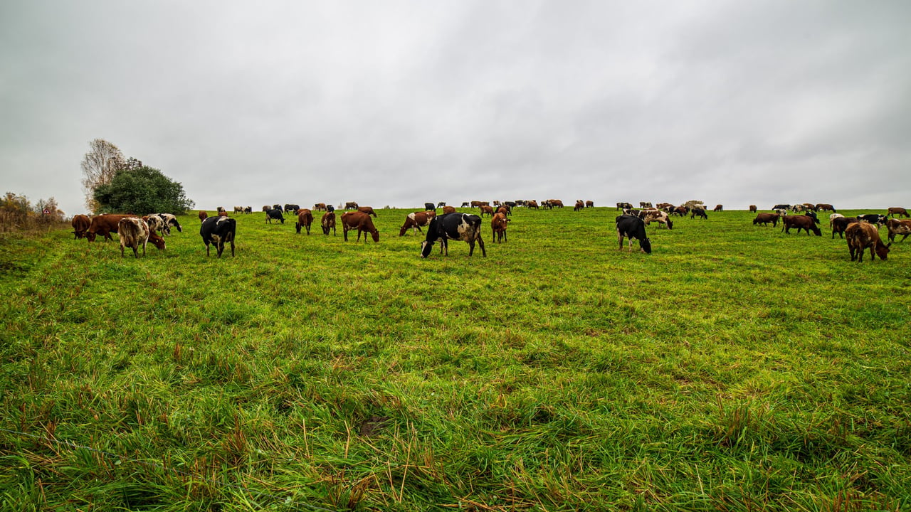 ‘Strong possibility’ clinical cases of bluetongue will emerge soon in NI
