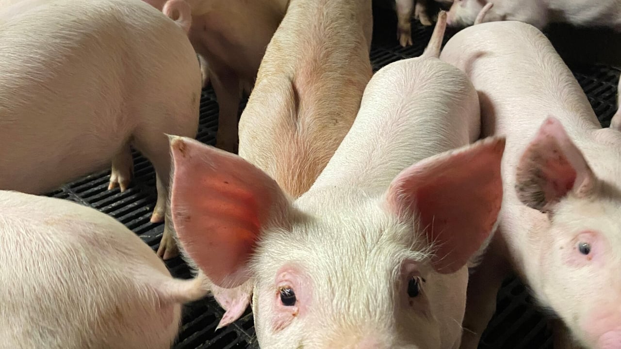 Can finisher pigs thrive on 0.35% phosphorus rations?