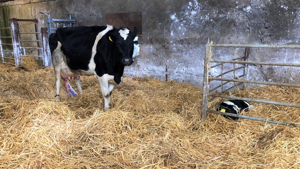 Preventing milk fever: Essential tips for autumn calving