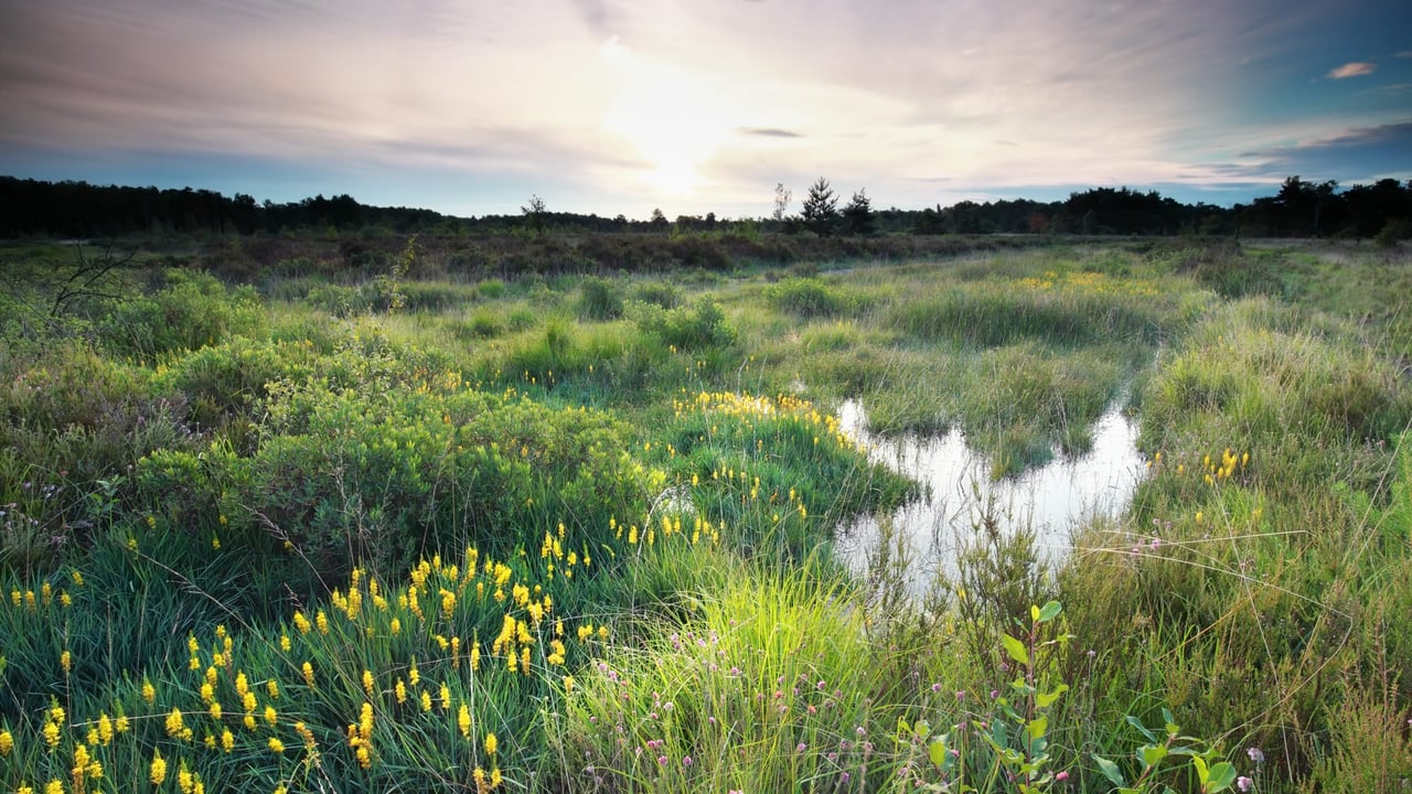 Report warns NI ‘off track’ on nature protection targets