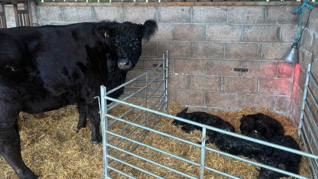 Galloway cow defies the odds with four live calves