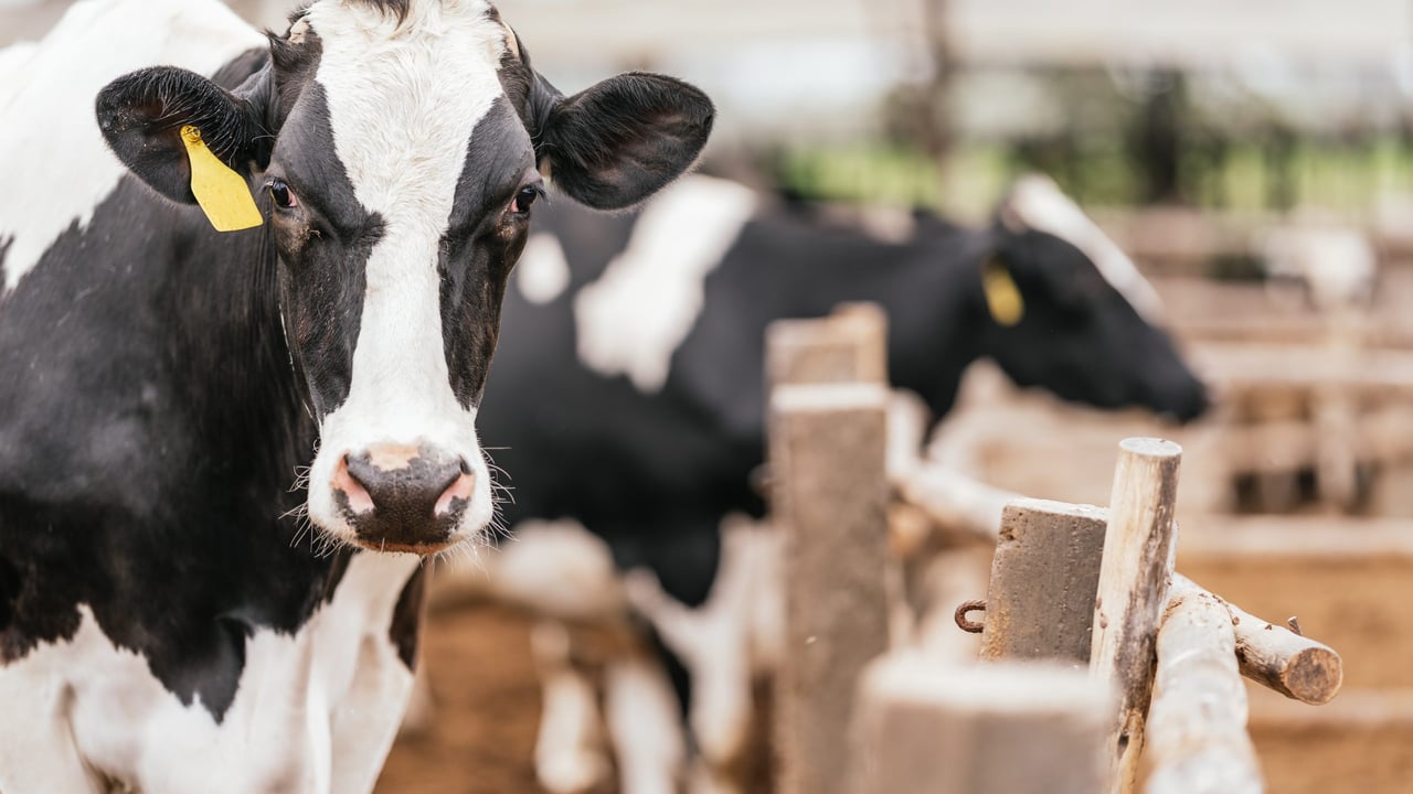 AI tools to monitor cow welfare rolled out across M&S dairy farms