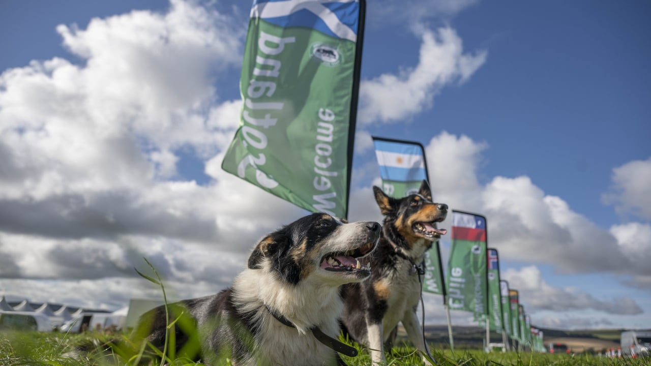World’s best sheepdogs take to the field in Scotland for 2026 trials