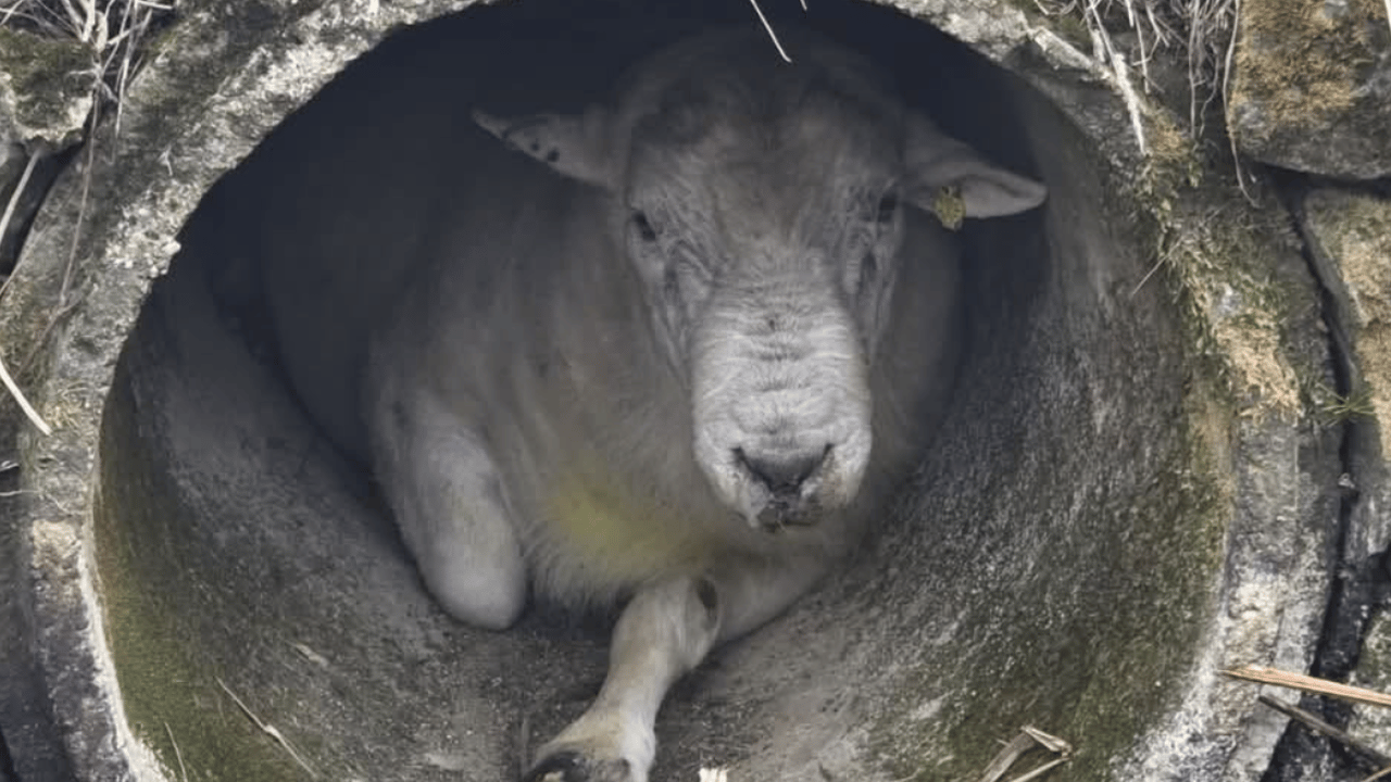 Fire crew in England rescues ram from concrete pipe