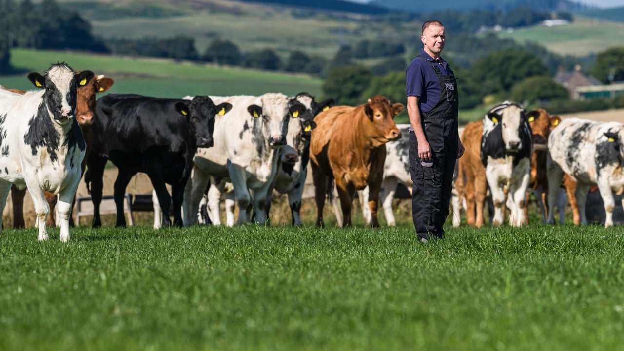 1,000 beef farms to benefit from Aldi-ABP sustainability scheme