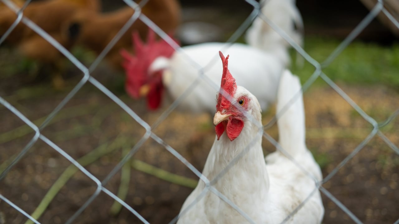Vigilance urged as first case of bird flu confirmed in Scotland