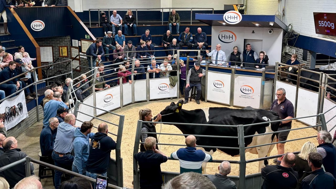 5,800gns paid at Barledziew Holstein dispersal sale