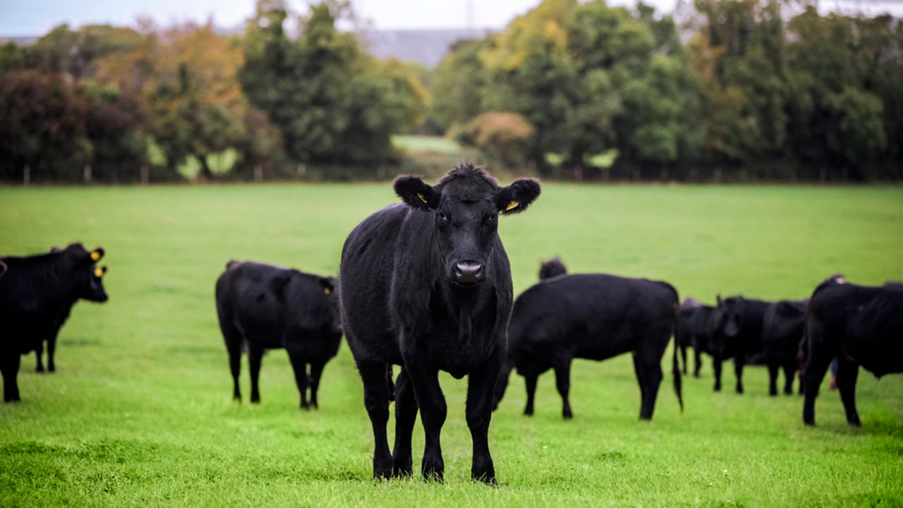 UK beef market faces tight supplies, high prices in 2026