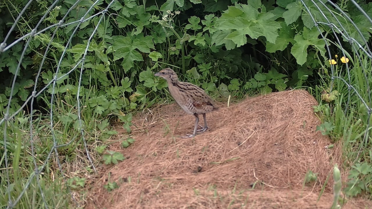Corncrake chicks caught on camera as farmers praised for support