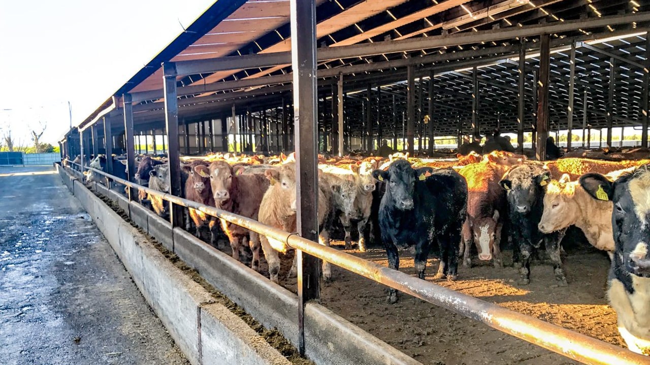 Fourth week of GB beef price gains amid supply constraints