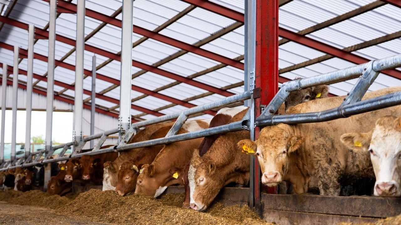 Farm walk reveals 15% steer performance advantage from grazing trial