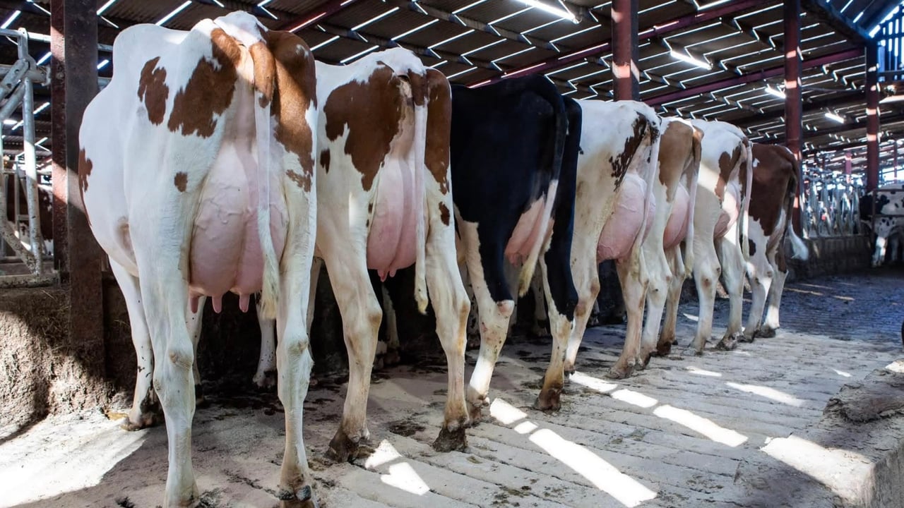 Heifers making up to £5,000 at Dungannon sale