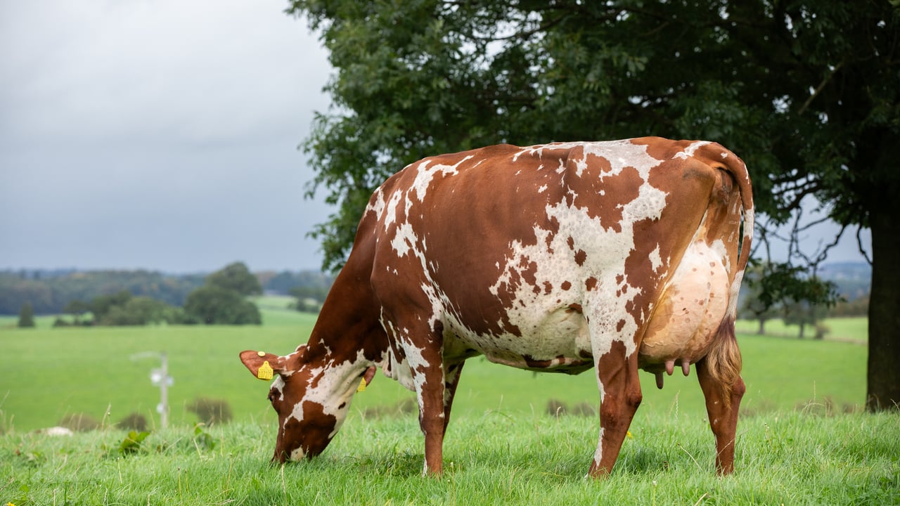 Red and white sale sees heifers making up to 4,600gns