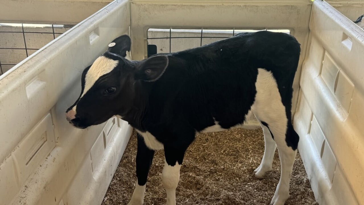 Top price of $12,700 at Showbox Embryo Extravaganza