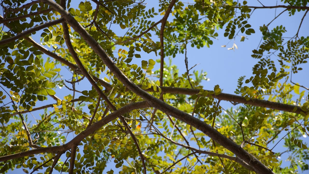 Should farmers think differently about forestry?