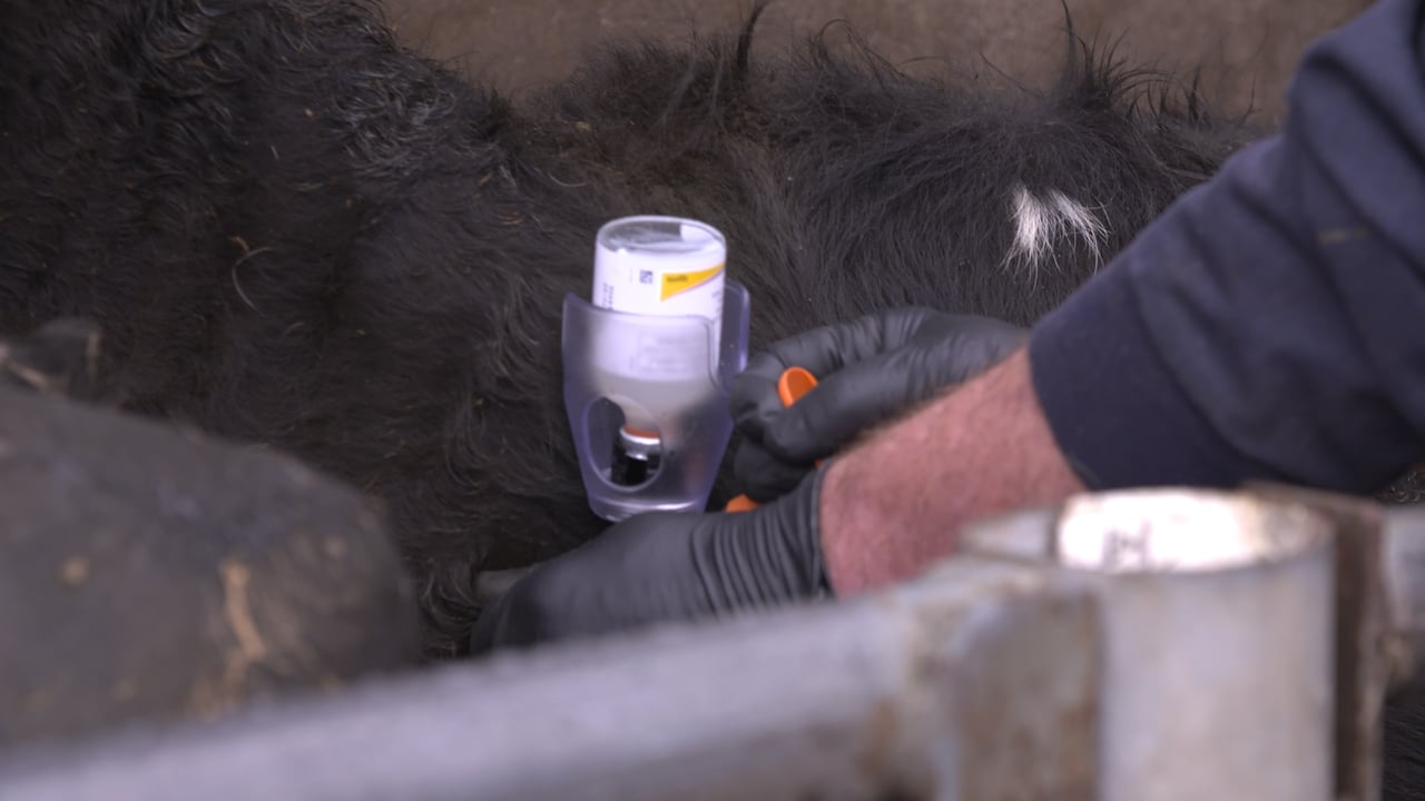 Are farmers vaccinating the herd at the wrong time?