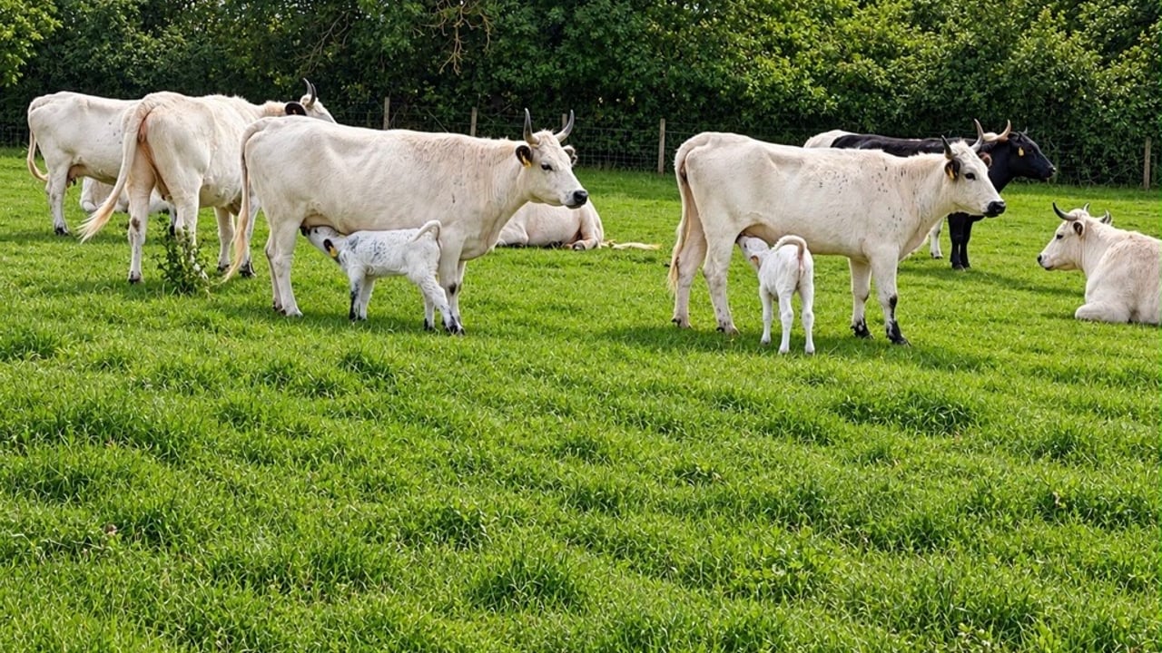 Five new calves born to one of UK’s rarest cattle breeds