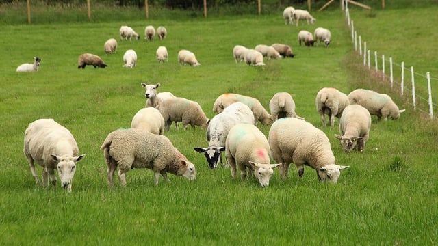 Applications open for CAFRE sheep worm and fluke control innovation visit