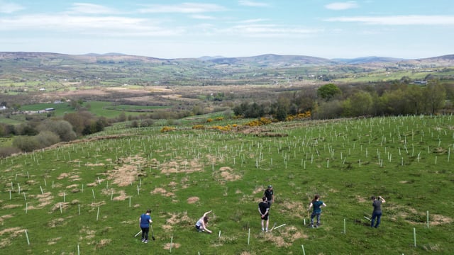 Work underway to restore rare temperate rainforest in Tyrone