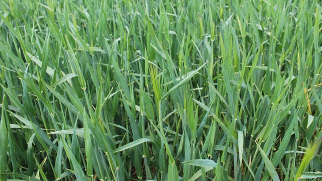 Moisture stress reportedly becoming an issue in European crops